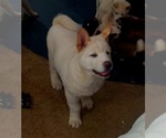Small Photo #2 Akita Puppy For Sale in COQUILLE, OR, USA