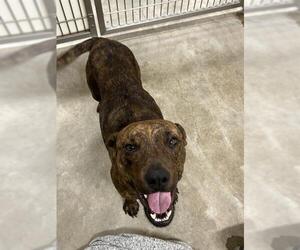 American Pit Bull Terrier-Unknown Mix Dogs for adoption in Jackson, CA, USA