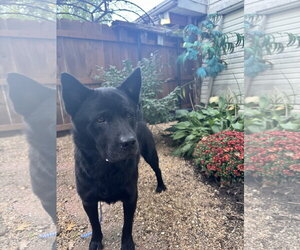 Ranger - Male Chow Chow-Unknown Mix Dog for Adoption - Photo #3