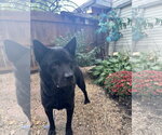 Small Photo #3 Chow Chow-Unknown Mix Puppy For Sale in Leavenworth, KS, USA