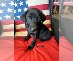 Puppy Nova Labrador Retriever