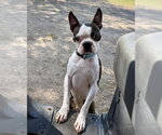 Small Boston Terrier
