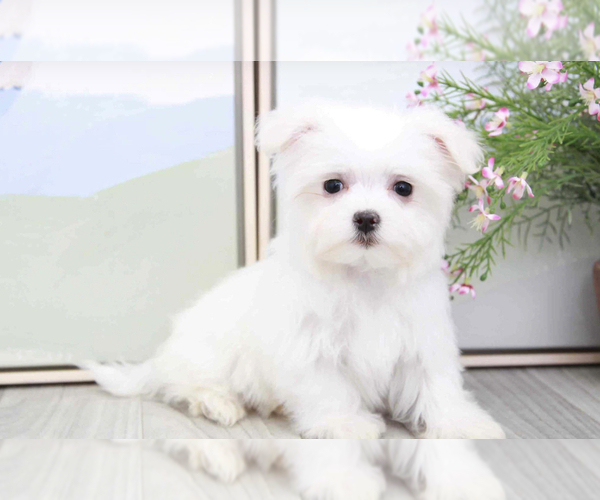Medium Photo #2 Maltese Puppy For Sale in MARIETTA, GA, USA
