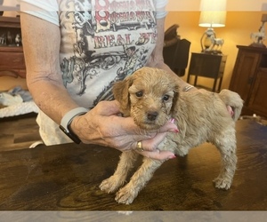 Miniature Labradoodle Dog for Adoption in MARICOPA, Arizona USA