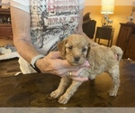 Small Photo #1 Miniature Labradoodle Puppy For Sale in MARICOPA, AZ, USA