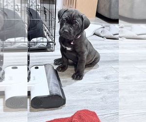 American Staffordshire Terrier-Cane Corso Mix Puppy for sale in OLYMPIA, WA, USA