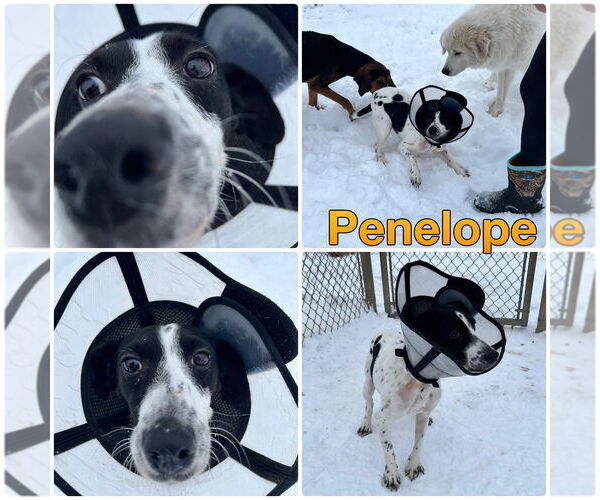 Medium Photo #1 Mutt Puppy For Sale in Pierceton , IN, USA