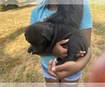 Small #23 Cane Corso-Rottweiler Mix