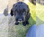 Small Photo #6 Bernedoodle-Golden Retriever Mix Puppy For Sale in BEULAH, MI, USA
