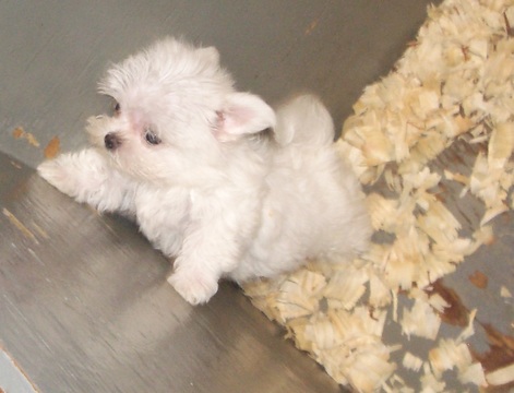 Medium Photo #1 Maltese Puppy For Sale in CARROLLTON, GA, USA