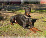 Small #2 Doberman Pinscher