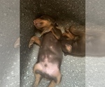 Small Photo #7 Doberman Pinscher Puppy For Sale in PLYMOUTH, MA, USA