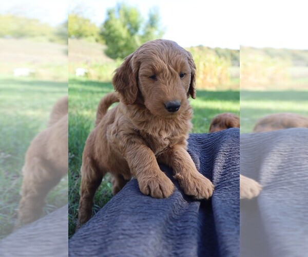 Medium Photo #2 Goldendoodle (Miniature) Puppy For Sale in PARIS, MI, USA