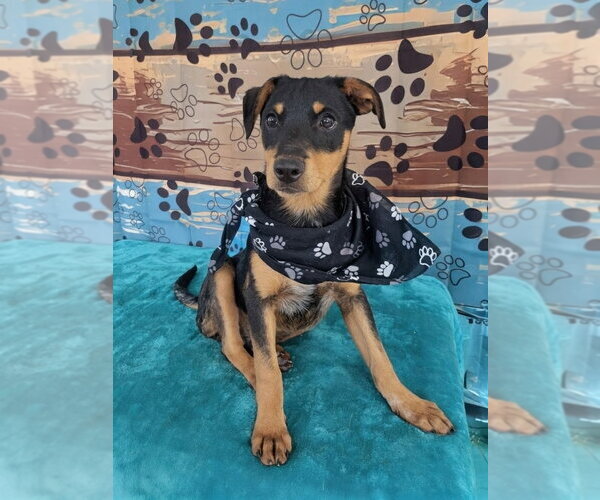 Medium Photo #2 Borador Puppy For Sale in Mt. Laurel, NJ, USA