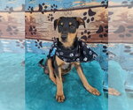 Small #1 Borador