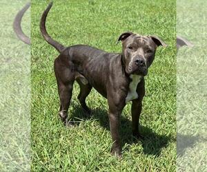 American Pit Bull Terrier Dogs for adoption in Virginia Beach, VA, USA