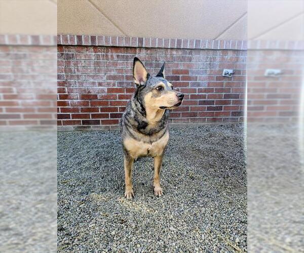 Medium Photo #1 Mutt Puppy For Sale in Frisco, CO, USA