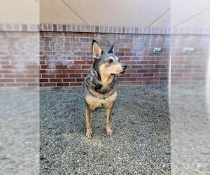 Mutt Dogs for adoption in Frisco, CO, USA