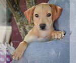 Small #4 Mutt