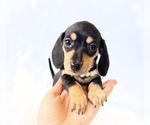 Small #1 Dachshund