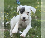 Small #3 Labrador Retriever