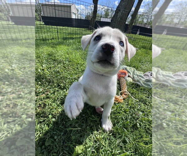 Medium Photo #3 Siberian Husky-Unknown Mix Puppy For Sale in Springdale, PA, USA
