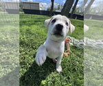 Small #2 Siberian Husky Mix