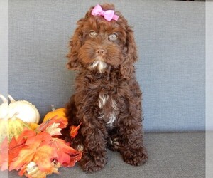 Cockapoo Puppy for sale in MILLERSBURG, OH, USA