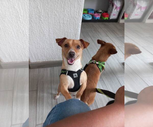 Medium Photo #15 Chiweenie Puppy For Sale in Escondido, CA, USA