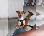 Small #14 Chiweenie