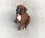 Image preview for Ad Listing. Nickname: Akc Duke