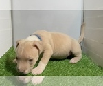 Small #5 American Bully