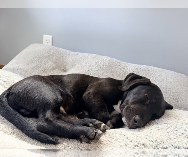 Medium Photo #7 Labrador Retriever-Unknown Mix Puppy For Sale in St. Louis Park, MN, USA