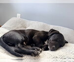 Small Photo #7 Labrador Retriever-Unknown Mix Puppy For Sale in St. Louis Park, MN, USA