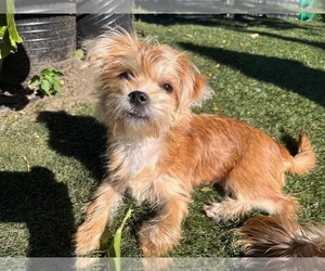 Shorkie Tzu Puppy for Sale in ENCINO, California USA
