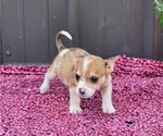 Small Photo #20 Augi Puppy For Sale in MEADOWS OF DAN, VA, USA