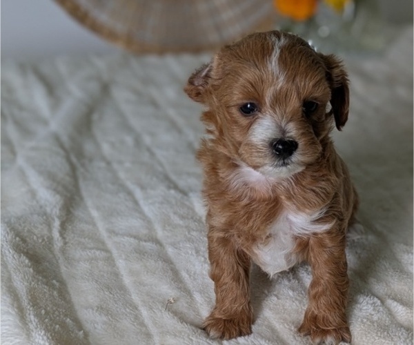 Medium Photo #67 Poovanese Puppy For Sale in GOSHEN, IN, USA