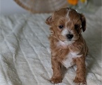 Small Photo #67 Poovanese Puppy For Sale in GOSHEN, IN, USA