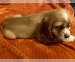 Small Photo #3 Cocker Spaniel Puppy For Sale in ELIDA, OH, USA
