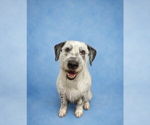 Dalmatian-German Wirehaired Pointer Mix Dogs for adoption in Westminster, MD, USA