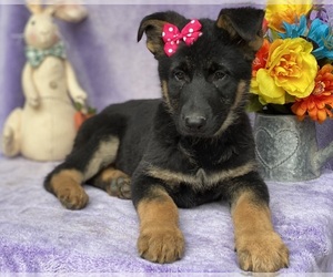 German Shepherd Dog Puppy for sale in LANCASTER, PA, USA