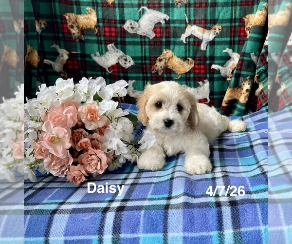 Medium Photo #1 Cavachon Puppy For Sale in MOUNT PLEASANT, MI, USA