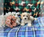Image preview for Ad Listing. Nickname: Daisy