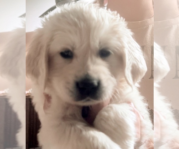 Medium Photo #14 English Cream Golden Retriever Puppy For Sale in MEDFORD TOWNSHIP, NJ, USA