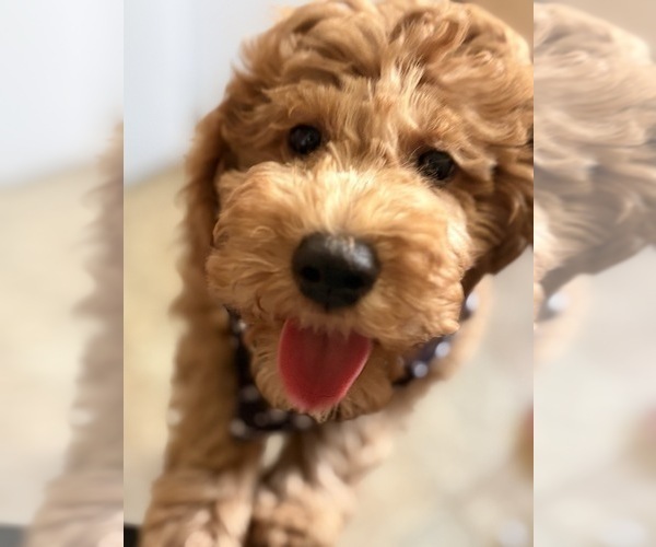Medium Photo #7 Goldendoodle (Miniature) Puppy For Sale in SAINT MARYS, KS, USA