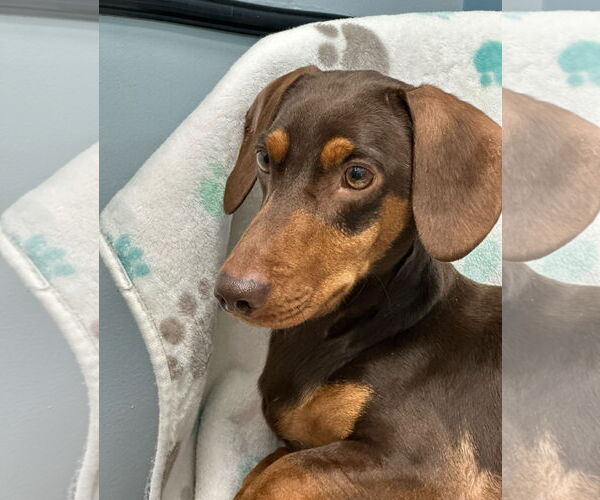 Medium Photo #4 Dachshund Puppy For Sale in Weston, FL, USA