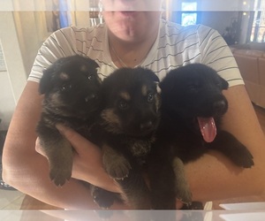 German Shepherd Dog Litter for sale in OKLAHOMA CITY, OK, USA