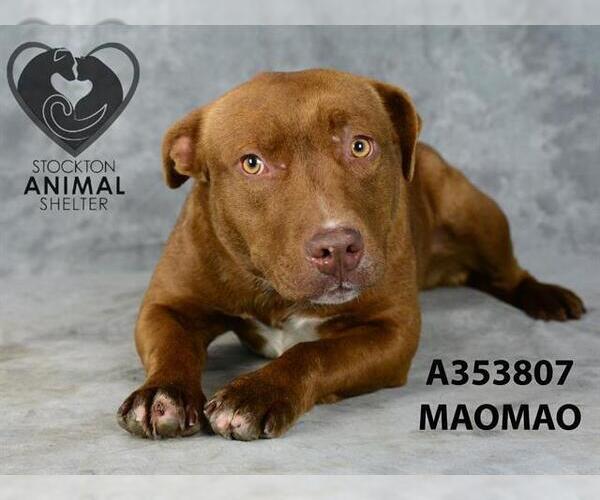 Medium Photo #2 American Pit Bull Terrier Puppy For Sale in Stockton, CA, USA