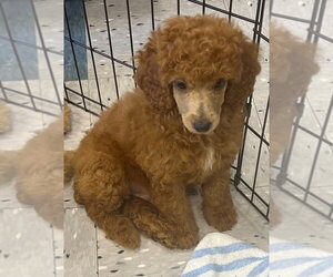Poodle (Miniature) Dogs for adoption in Palatine/Kildeer/Buffalo grove, IL, USA