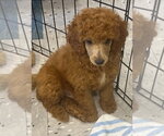 Bently - Male Poodle (Miniature) Dog for Adoption - Small photo